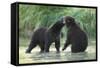 Brown Bear Cubs, Katmai National Park, Alaska-Paul Souders-Framed Stretched Canvas