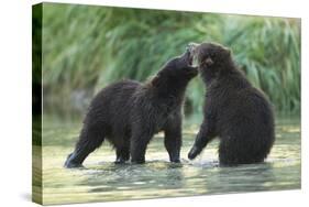 Brown Bear Cubs, Katmai National Park, Alaska-Paul Souders-Stretched Canvas