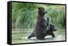 Brown Bear Cubs, Katmai National Park, Alaska-Paul Souders-Framed Stretched Canvas