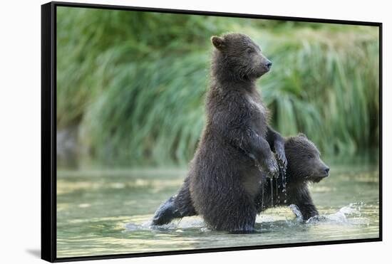 Brown Bear Cubs, Katmai National Park, Alaska-Paul Souders-Framed Stretched Canvas