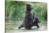 Brown Bear Cubs, Katmai National Park, Alaska-Paul Souders-Stretched Canvas