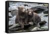 Brown Bear Cubs, Katmai National Park, Alaska-Paul Souders-Framed Stretched Canvas