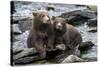 Brown Bear Cubs, Katmai National Park, Alaska-Paul Souders-Stretched Canvas