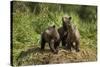 Brown Bear Cubs, Katmai National Park, Alaska-Paul Souders-Stretched Canvas