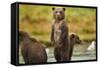 Brown Bear Cubs, Katmai National Park, Alaska-Paul Souders-Framed Stretched Canvas