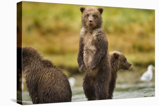 Brown Bear Cubs, Katmai National Park, Alaska-Paul Souders-Stretched Canvas