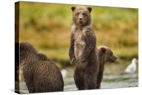 Brown Bear Cubs, Katmai National Park, Alaska-Paul Souders-Stretched Canvas