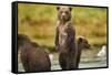 Brown Bear Cubs, Katmai National Park, Alaska-Paul Souders-Framed Stretched Canvas