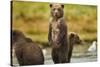 Brown Bear Cubs, Katmai National Park, Alaska-Paul Souders-Stretched Canvas