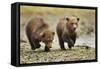 Brown Bear Cubs, Katmai National Park, Alaska-Paul Souders-Framed Stretched Canvas