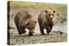 Brown Bear Cubs, Katmai National Park, Alaska-Paul Souders-Stretched Canvas