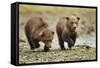 Brown Bear Cubs, Katmai National Park, Alaska-Paul Souders-Framed Stretched Canvas