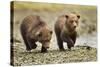 Brown Bear Cubs, Katmai National Park, Alaska-Paul Souders-Stretched Canvas