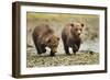 Brown Bear Cubs, Katmai National Park, Alaska-Paul Souders-Framed Premium Photographic Print