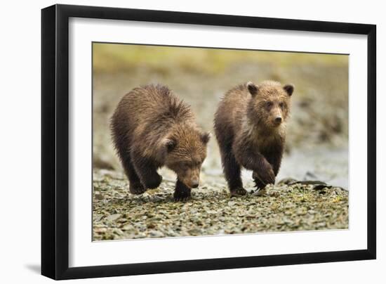 Brown Bear Cubs, Katmai National Park, Alaska-Paul Souders-Framed Premium Photographic Print