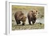 Brown Bear Cubs, Katmai National Park, Alaska-Paul Souders-Framed Premium Photographic Print