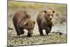 Brown Bear Cubs, Katmai National Park, Alaska-Paul Souders-Mounted Premium Photographic Print