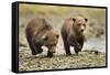 Brown Bear Cubs, Katmai National Park, Alaska-Paul Souders-Framed Stretched Canvas