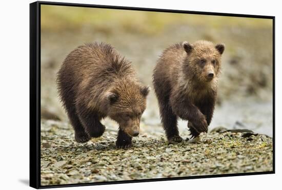 Brown Bear Cubs, Katmai National Park, Alaska-Paul Souders-Framed Stretched Canvas