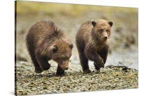 Brown Bear Cubs, Katmai National Park, Alaska-Paul Souders-Stretched Canvas