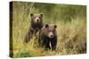 Brown Bear Cubs, Katmai National Park, Alaska-null-Stretched Canvas