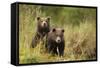 Brown Bear Cubs, Katmai National Park, Alaska-null-Framed Stretched Canvas