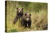 Brown Bear Cubs, Katmai National Park, Alaska-null-Stretched Canvas