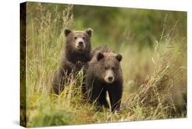 Brown Bear Cubs, Katmai National Park, Alaska-null-Stretched Canvas