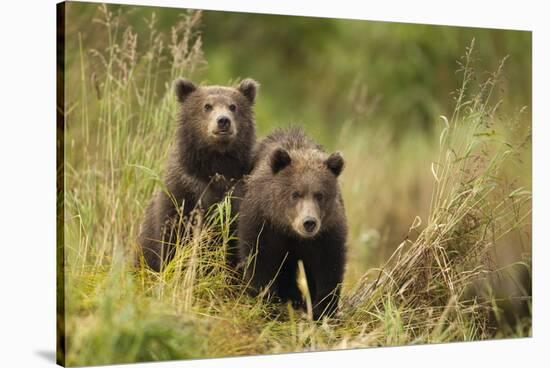 Brown Bear Cubs, Katmai National Park, Alaska-null-Stretched Canvas