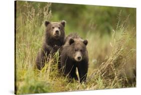 Brown Bear Cubs, Katmai National Park, Alaska-null-Stretched Canvas