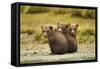 Brown Bear Cubs, Katmai National Park, Alaska-null-Framed Stretched Canvas