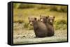 Brown Bear Cubs, Katmai National Park, Alaska-null-Framed Stretched Canvas