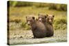 Brown Bear Cubs, Katmai National Park, Alaska-null-Stretched Canvas