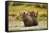 Brown Bear Cubs, Katmai National Park, Alaska-null-Framed Stretched Canvas