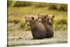 Brown Bear Cubs, Katmai National Park, Alaska-null-Stretched Canvas