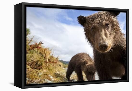 Brown Bear Cubs, Katmai National Park, Alaska-null-Framed Stretched Canvas