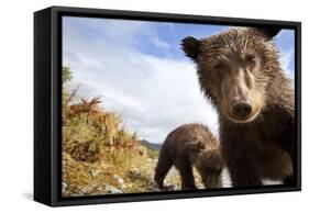 Brown Bear Cubs, Katmai National Park, Alaska-null-Framed Stretched Canvas