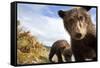 Brown Bear Cubs, Katmai National Park, Alaska-null-Framed Stretched Canvas