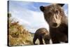 Brown Bear Cubs, Katmai National Park, Alaska-null-Stretched Canvas