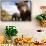 Brown Bear Cubs, Katmai National Park, Alaska-null-Framed Stretched Canvas displayed on a wall