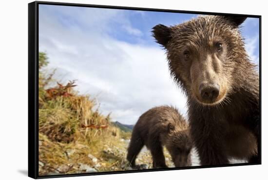 Brown Bear Cubs, Katmai National Park, Alaska-null-Framed Stretched Canvas