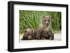 Brown Bear Cubs, Katmai National Park, Alaska-Paul Souders-Framed Premium Photographic Print