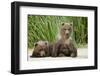 Brown Bear Cubs, Katmai National Park, Alaska-Paul Souders-Framed Premium Photographic Print