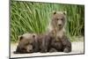 Brown Bear Cubs, Katmai National Park, Alaska-Paul Souders-Mounted Premium Photographic Print