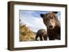 Brown Bear Cubs, Katmai National Park, Alaska-null-Framed Premium Photographic Print