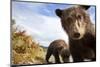 Brown Bear Cubs, Katmai National Park, Alaska-null-Mounted Premium Photographic Print