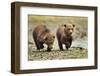 Brown Bear Cubs, Katmai National Park, Alaska-Paul Souders-Framed Premium Photographic Print