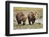 Brown Bear Cubs, Katmai National Park, Alaska-Paul Souders-Framed Premium Photographic Print