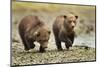 Brown Bear Cubs, Katmai National Park, Alaska-Paul Souders-Mounted Premium Photographic Print