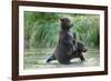 Brown Bear Cubs, Katmai National Park, Alaska-Paul Souders-Framed Photographic Print